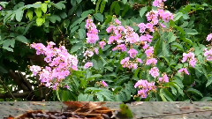Queen Crape Myrtle