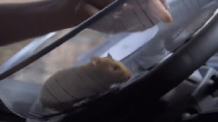 The Hamster Stunt