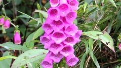 大雪山 毛地黃 Common Foxglove 花季