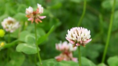 白三葉草 White Clover