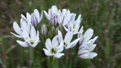 Camassia Natural Area Wildflowers