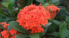 矮仙丹花