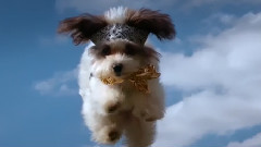 Flying Kittens Vs Flying Puppies