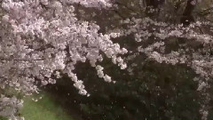风姿花传