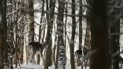 Winter Dance