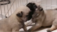 5 Pug Puppy Moments To Make You Sqyee