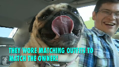 10 Things You Didn't Know About Pugs