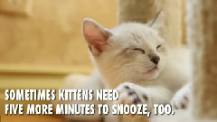 10 Ways Kittens Are Just Like You