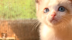 American Horror Story (Cute Kitten Version)