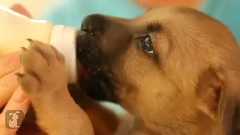 Bottle Baby Puppies And Kittens