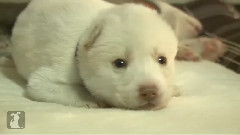 Baby Husky Puppies Dreaming And Twitching While Sleeping
