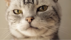 Impersona Cat