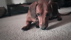 My Friend Peanut