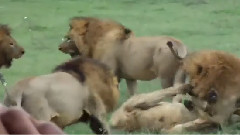 A Lion Bloodshed And Adulthood