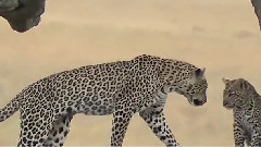 Perfect - Trip To Africa The Serengeti Leopards
