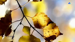 Autumn Butterflies