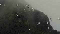 远走高飞