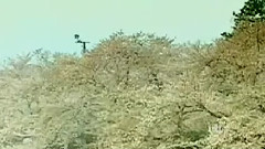梅花三弄