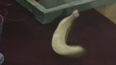 大圣游天宫<西游记>配乐