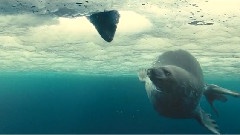 纪录片-海洋