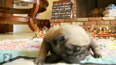 Drop And Pug Puppies