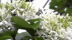 The Taiwan Flower Beauty