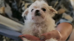 Blow Drying A Precious Maltese Puppy