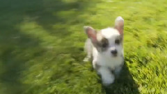 Corgi Puppies Have Never Been Cuter