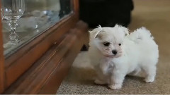Maltese Puppy Barks At His Own Reflection
