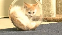 Kitten Can't Get Out Of Fishbowl