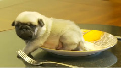 Tiny Pug Puppy Stuck On Pug Plate