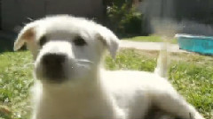 Your Hand - The Best Puppy Toy