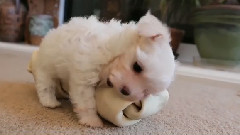 Puppy Is Smaller Than This Big Bone