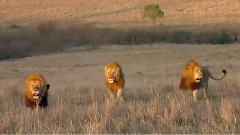 Le Roi Du Rocher Des Lions