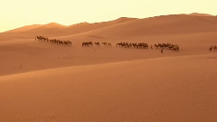 The Horizon Of The Camel