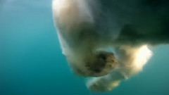 The Quest for Sea - IcePolar Bears