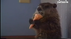 Woodchuck Eating An Ice Cream Cone