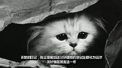 喵星人的伤感日记