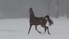 Arabian Horses having fun in the Snow