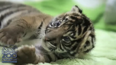 3-Week-Old Sumatran Tiger Cub