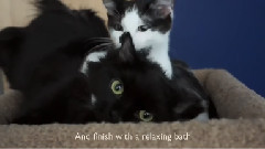 How To Exercise With Your Cats