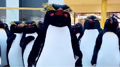 Penguins At The Mall