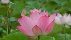 2013桃园观音莲花季
