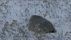 Учет манула в Даурском заповеднике