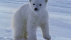 Milky White Cute