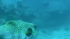 Diving The Great Barrier Reef