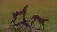 African Savannas