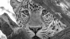 Big Cat Rap