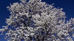 When Spring Comes Blooming A Little Dim Will you
