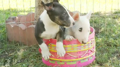 Terrier Puppies Can't Get Out Of Basket
